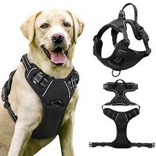 Harnais anti-traction chien confortable et solide sur un chien labrador.